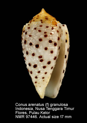 Conus arenatus (f) granulosa.jpg - Conus arenatus (f) granulosa Lamarck,1822